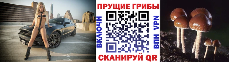 Купить где  Котельниково  Псилоцибиновые грибы прущие грибы 